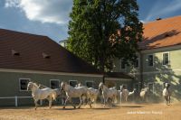 Česko - Kladruby Národní hřebčín a zámek Karlova Koruna